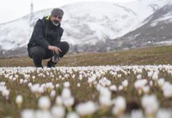 Muş Ovası’nda baharın ilk habercisi olan çiğdemler yeniden yüzünü gösterdi