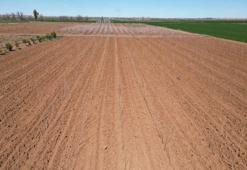 Şanlıurfa'da yeşil hamle! Büyükşehir Belediyesi’nden 20 bin çınar fidanı üretimi