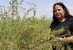 Sivas'ta 4 kardeş şeker hastası annesi için yaptı! 9'dan 500'e çıktı: Her gün binlerce görüyoruz