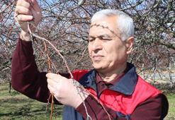 Üreticinin gözü kulağı bu haberde: Kayısı ağaçları eylem planıyla kurtuldu: Zirai dondan etkilenen kayısıda bu yıl yüksek verim bekleniyor