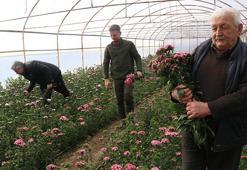 Yalova'da dört kuşaktır devam ediyor! 16 dönümlük arazide ailece çalışıp Türkiye'nin dört bir yana ulaştırıyorlar