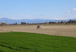 Çukurova’da kuraklık kabusu bitti: Mısır ve ayçiçeğinde sezon başladı