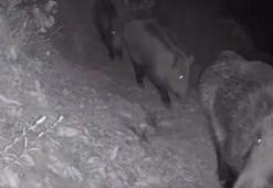 Diyarbakır'ın Eğil ilçesinde yaban hayvanları foto kapana yakalandı