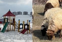 40 kilometre arayla iki mevsim: Yüksekova'da son 10 yılın en çetin kışı, Esendere'de bahar havası