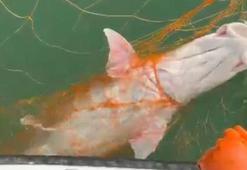 Keban Baraj Gölü'nde 30 kiloluk dev Fırat turnası yakalandı