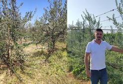 'Bodur' zeytin dönemi! Verimi yüksek kalitesi en iyisi