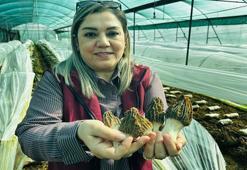 Kilosu 5 bin TL! Mersin'de ilk hasat yapıldı: Doğada çok az bulunuyor, çiftçinin yeni gelir kapısı oldu