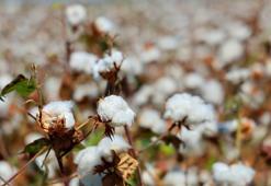 Adana'da 'pembekurt' tehlikesi! Tedbir alınmazsa zararı büyük olur