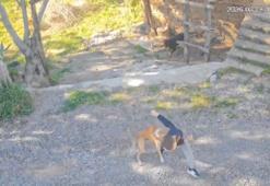 Antalya'da sahipsiz köpek saldırısı! 7 yaşındaki çocuk hastanelik oldu