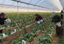 Hasat Mart'ta başladı: Kilosu 160 lira! Yurt dışı Mersin ürününe akın ediyor