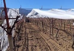 Sarıgöl Ovası'nda alarm verildi! Üreticinin korkulu rüyası Mart ayında kapıyı çaldı