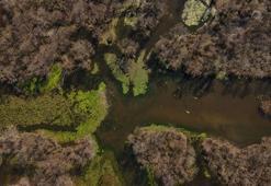 Avrupa'da eşi benzeri yok! 5 ay önce kurumuştu: Şimdi görenler gözlerine inanamıyor