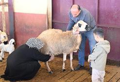 Kahramanmaraşlı kadın girişimci muhasebeciliği bıraktı, hayallerinin patronu oldu! Devlet desteğiyle 3 yılda sürüsünü 103’ten 800’e çıkardı