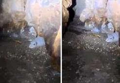 Akdeniz foklarının son sığınaklarına büyük tehdit: Nesli tükenmekte olan fokları turistlere göstermek için mağaraya girdiler!