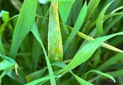 Manisa'da çiftçiye kritik uyarı! Verim kaybını önlemek için dikkat