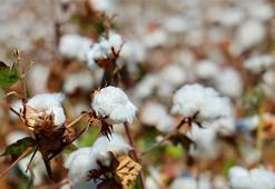Adana'da pamukta 'pembekurt' tehlikesi! Acil müdahale için üreticiler ve sanayicilere çağrı geldi