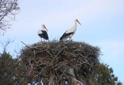 Beyşehir'e baharın habercisi leylekler yuvalarına dönmeye başladı