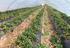 Manisa'nın tescilli ürünü Köprübaşı çileği altın sezonunu yaşıyor