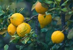 Limonda gümrük vergisi yeniden düzenlendi! 31 Temmuz'a kadar geçerli