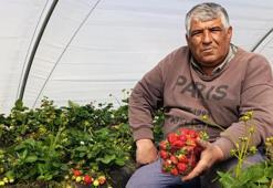 Toptancılar toplamak için tarlaya girdiler: Kilosu 200 liradan kapış kapış gidiyor! Manisa'da coğrafi işaretli üründe hasat başladı