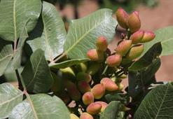 Şanlıurfa’da fıstık fiyatları şaşırttı: 2026 yılının Mart ayı fiyat listesi açıklandı