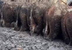 Sosyal medyada tepki çekmişti! Konya'daki hayvancılık işletmesine inceleme