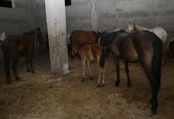 Adana'da yarış atı kesildi, Mersin'de kavurma yapıldığı iddia edildi! Açıklama geldi