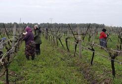 Manisa’da bağ üreticilerine ‘Ölükol’ uyarısı