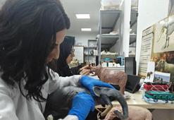 Kayseri'de böylesi daha önce yapılmadı! 7,7 milyon yıl sonra ortaya çıkıyor