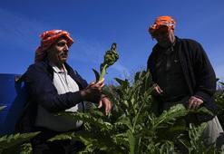 Yağmur su değil, gübre oldu: Verim yüzde 20 arttı: Urla’da hasat başladı, üreticinin yüzü gülüyor!