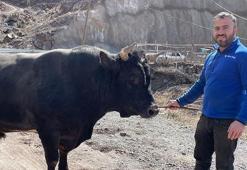 Artvin'in bu boğaları çok özel! Menülerinde fındık ve pekmez eksik olmaz
