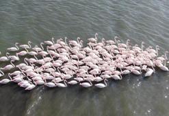 İzmit Körfezi'de sayı ikiye katlandı: Nesli tükenme tehlikesi altındaydı