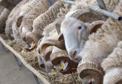 Türkiye'nin en değerli hayvanları burada yetişiyor! Rekor fiyatlara alıcı buluyor