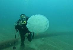 Balıkçıların kabusu oldu! Attıkları ağlara yüzlercesi takıldı