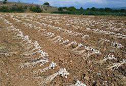 Gaziantep'te dev tarım tesisi açıldı: Dünya standardında olacak