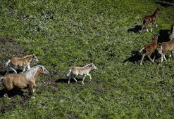 Safkan arap atlarının merkezi: Karacabey’de doğum sezonu: 154 tay dünyaya geldi