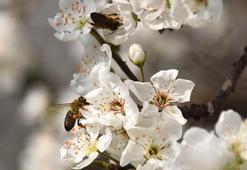 Manisa'ya bahar erken geldi! Gediz Ovası'nda meyve ağaçları çiçek açtı