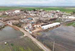Şanlıurfa'da her mahallede görüldü: Tarlalardan çıkıp akın akın geldi