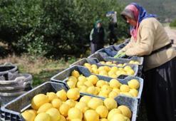 Fiyatı yüzde 410 arttı! TÜİK verileri son durumu ortaya çıkardı