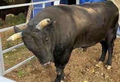 Aydın'da boğa sahibini hastanelik etti