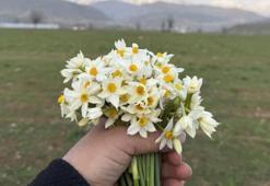 Hakkari’de şaşırtan manzara: Nergis tarlalarına ziyaretçi akını