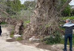 Muğla Bodrum’da doğa yürüyüşü sırasında 2 bin yıllık dev çınar keşfedildi