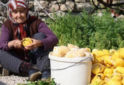 Dalında kalan o meyvenin kabuğu para basıyor! Bahçeden toplayıp soyuyorlar: Kilosu 65 TL'den satılıyor