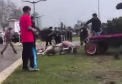 Adana’da sahibinin, koşmadığı için dövdüğü at bayıldı