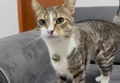 Kedinin 4 yıldır geçmeyen kusmasının sebebi tomografi ile ortaya çıktı!