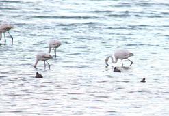 Van Gölü yine şenlik! Flamingolar yeniden geldi