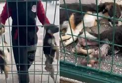 Barınakta feci görüntüler! Soruşturma başlatıldı