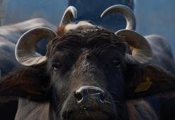 Samsun'da 30 yıllık çalışma sonuç verdi! Anadolu ve Hindistan genleri birleşti, verim ikiye katlandı: Yağ oranı aynı, süt verimi 2 bin litre!