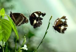 Avrupa'nın en büyüğü Konya'da! Tam 10 bin tür bulunuyor: Bayramda ziyaretçi rekoru kırıldı, sanıldığı gibi ömürleri bir gün değil!