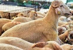 Kurban Bayramı öncesi Gaziantep'te kilogram fiyatları belli oldu! İşte küçükbaş ve büyükbaşta fiyatlar...